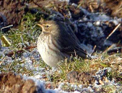 Water Pipit