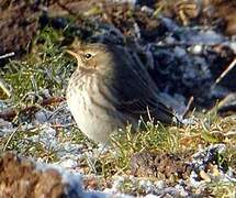 Water Pipit