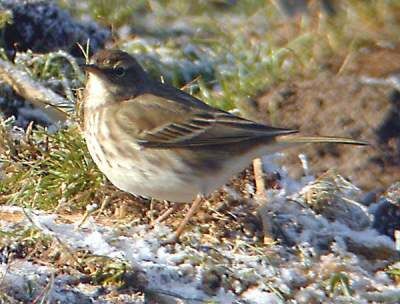 Water Pipit