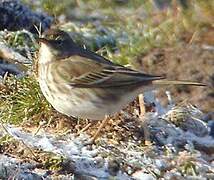 Water Pipit