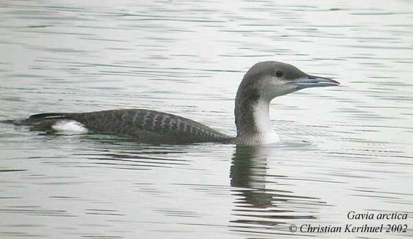 Black-throated Loon