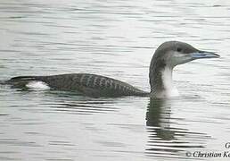 Plongeon arctique