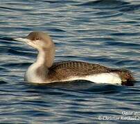 Plongeon arctique