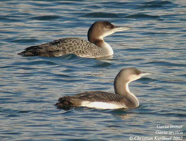 Plongeon arctique