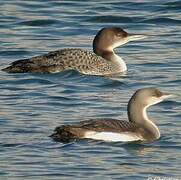 Plongeon arctique