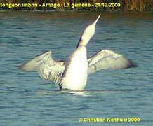 Common Loon