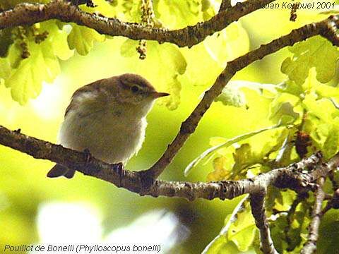 Western Bonelli's Warbler