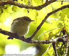 Western Bonelli's Warbler