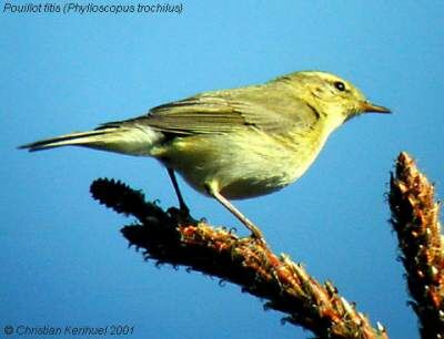 Willow Warbler