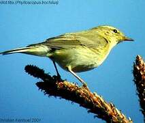 Willow Warbler