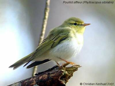 Wood Warbler