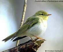 Wood Warbler