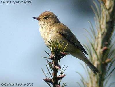 Common Chiffchaff