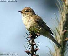 Common Chiffchaff