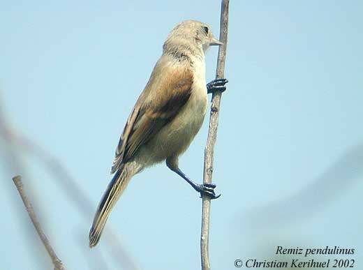 Rémiz penduline