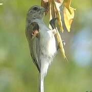 Eurasian Penduline Tit