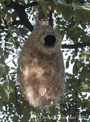 Rémiz penduline