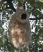 Eurasian Penduline Tit