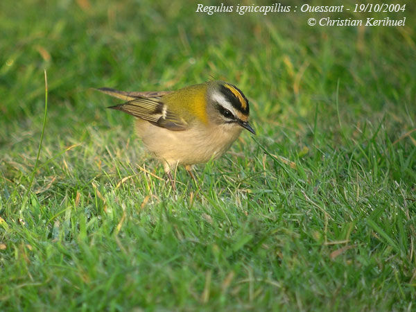 Common Firecrest