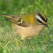 Common Firecrest