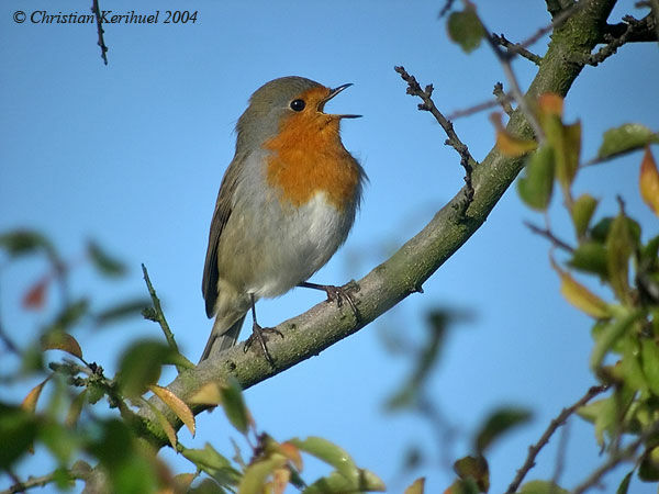 European Robin