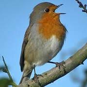 European Robin