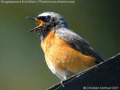 Common Redstart