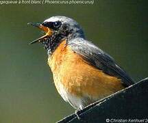 Common Redstart