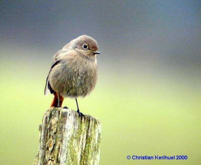 Black Redstart