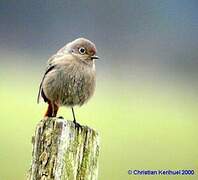 Black Redstart