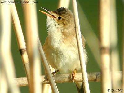 Eurasian Reed Warbler