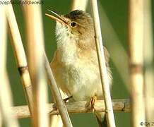 Common Reed Warbler