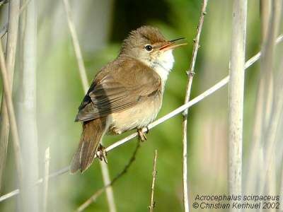 Common Reed Warbler