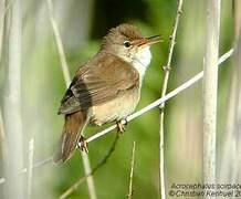 Common Reed Warbler