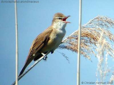 Great Reed Warbler