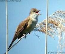 Great Reed Warbler