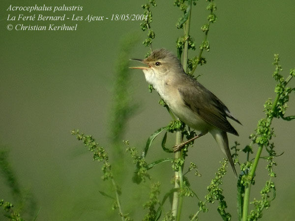 Marsh Warbler