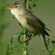 Marsh Warbler