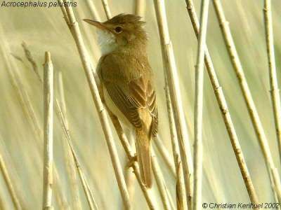 Marsh Warbler