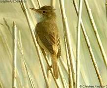 Marsh Warbler