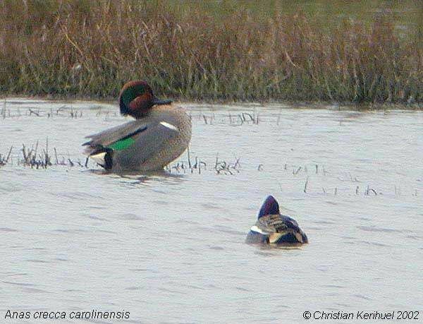 Green-winged Teal