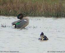 Green-winged Teal