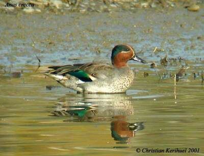 Eurasian Teal