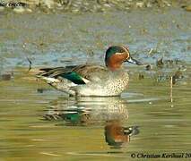 Eurasian Teal