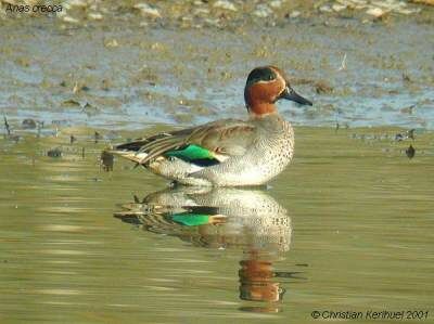 Eurasian Teal