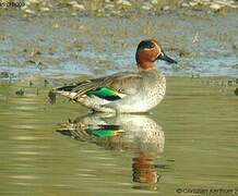 Eurasian Teal