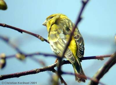 Serin cini