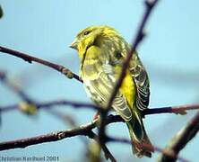 Serin cini