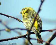 European Serin