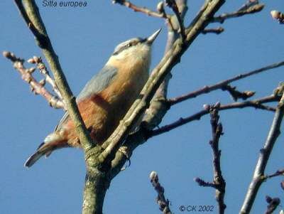 Eurasian Nuthatch